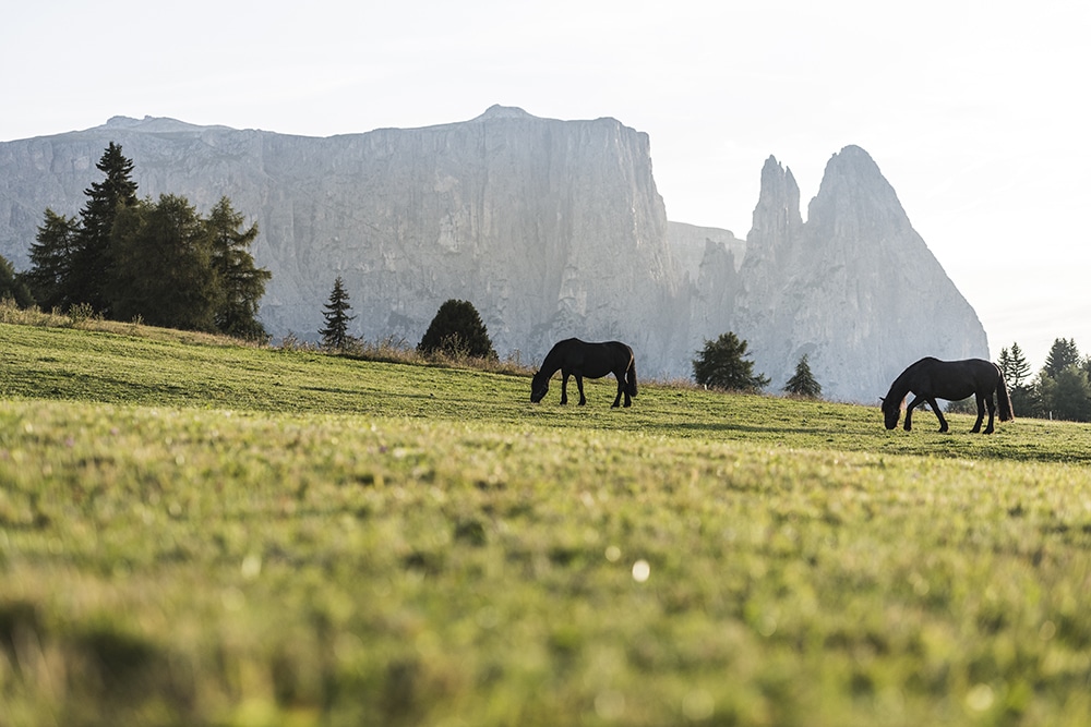 Urlaub in den Dolomiten in Südtirol Ganischgerhof Seiser Alm - Fotocredit: IDM-Wisthaler