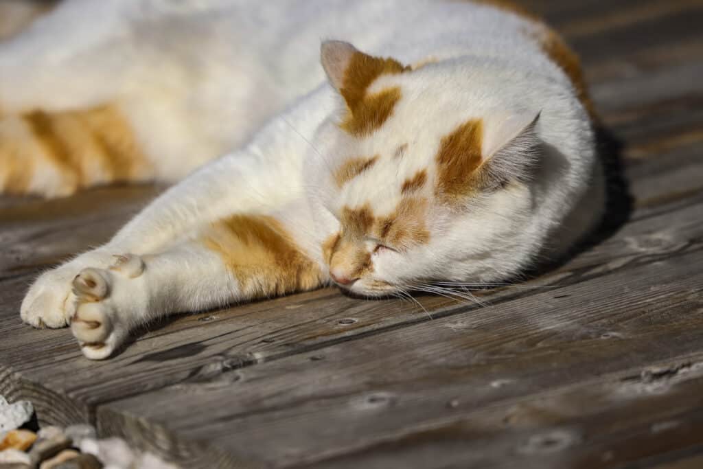 WESTSIDERS JV 2025 10 08 EHC Live Reportage 10