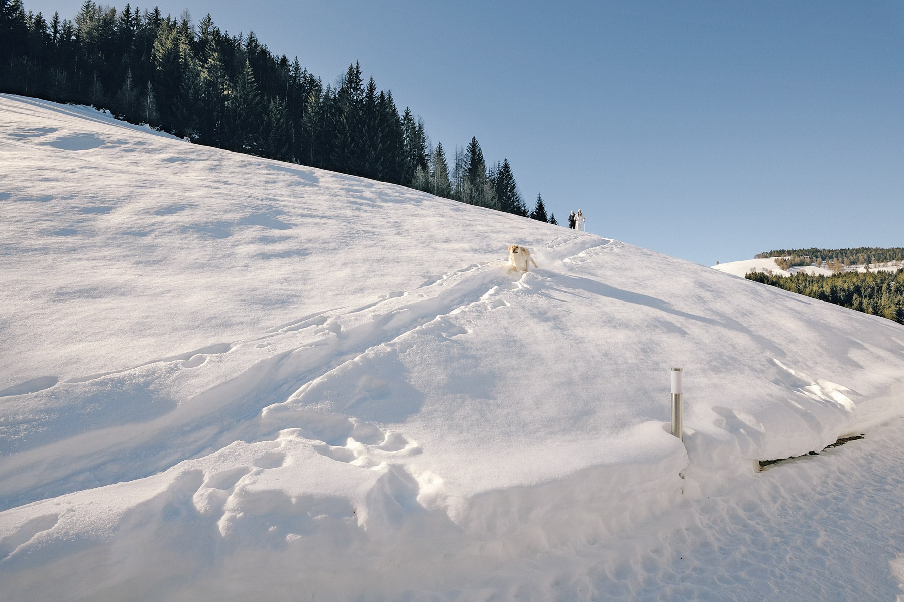 Pet-friendly hotel in Obereggen in the Dolomites, South Tyrol