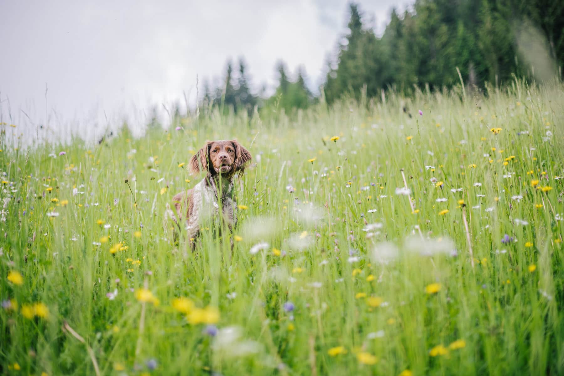 Urlaub mit Hund in den Dolomiten | Südtirol im Eggental
